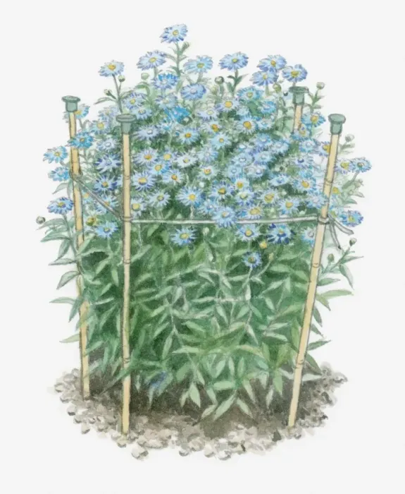 Framed Print : Illustration of Aster amellus (European Michaelmas Daisy) supported by bamboo sticks with protective cane-toppers on the end