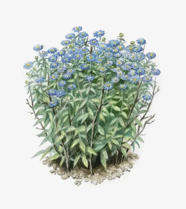Framed Print : Illustration of Aster amellus (European Michaelmas Daisy) supported by peasticks Framed Print : Illustration of Aster amellus (European Michaelmas Daisy) supported by peasticks