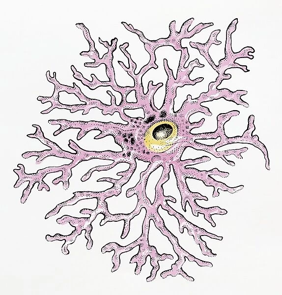 Illustration of an Astrocyte human glial cell