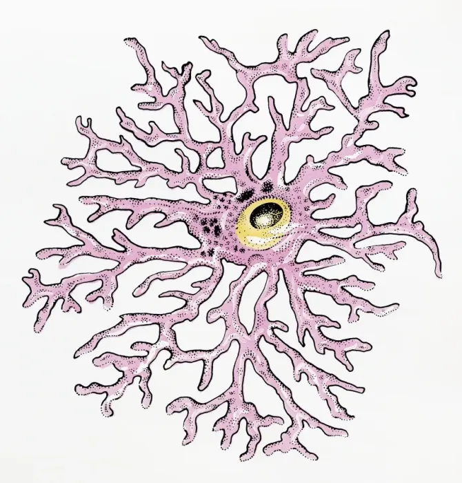 Framed Print : Illustration of an Astrocyte human glial cell Framed Print : Illustration of an Astrocyte human glial cell