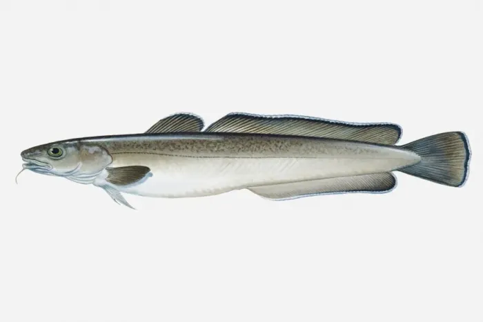 Framed Print : Illustration of Atlantic Common Ling (Molva molva) fish Framed Print : Illustration of Atlantic Common Ling (Molva molva) fish