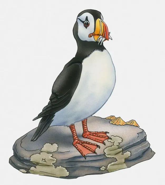 Framed Print : Illustration of Atlantic Puffin (Fratercula arctica) standing on rock Framed Print : Illustration of Atlantic Puffin (Fratercula arctica) standing on rock