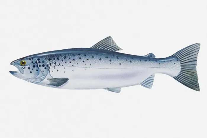Framed Print : Illustration of Atlantic Salmon (Salmo salar) Framed Print : Illustration of Atlantic Salmon (Salmo salar)