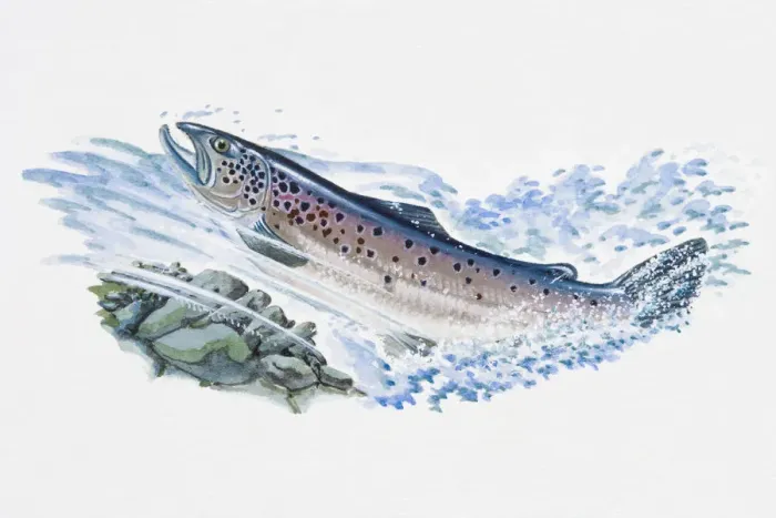 Framed Print : Illustration of Atlantic Salmon (Salmo salar), male fish swimming in ocean Framed Print : Illustration of Atlantic Salmon (Salmo salar), male fish swimming in ocean