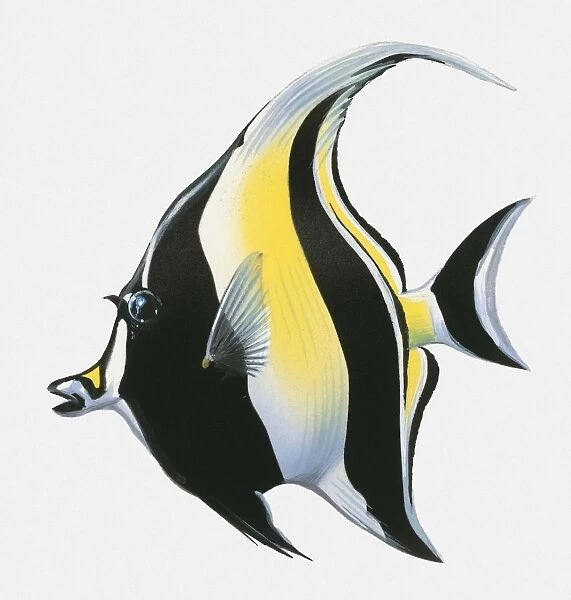 Illustration of Atlantic spadefish (Chaetodipterus faber)