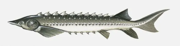 Framed Print : Illustration of Atlantic sturgeon (Acipenser oxyrinchus oxyrinchus) Framed Print : Illustration of Atlantic sturgeon (Acipenser oxyrinchus oxyrinchus)