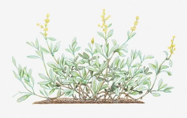 Illustration of Atriplex portulacoides, syn. Halimione portulacoides (Sea purslane), leaves and yellow flowers
