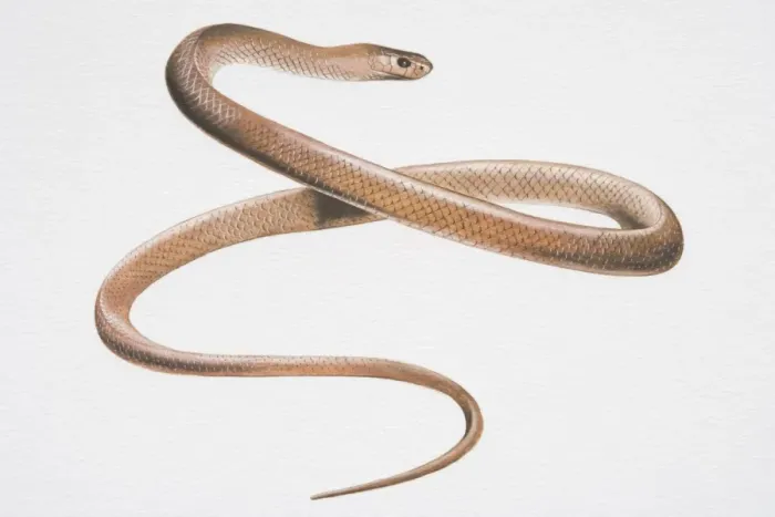Framed Print : Illustration, Australian Brown Snake (pseudonaja) slithering, side view Framed Print : Illustration, Australian Brown Snake (pseudonaja) slithering, side view