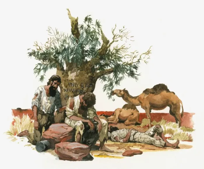 Framed Print : Illustration of Australian explorers Burke, Wills and King suffering from exhaustion and starvation in outback as camel eats leaves from tree Framed Print : Illustration of Australian explorers Burke, Wills and King suffering from exhaustion and starvation in outback as camel eats leaves from tree