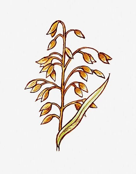 Illustration of Avena sativa (Oat) stem with seeds