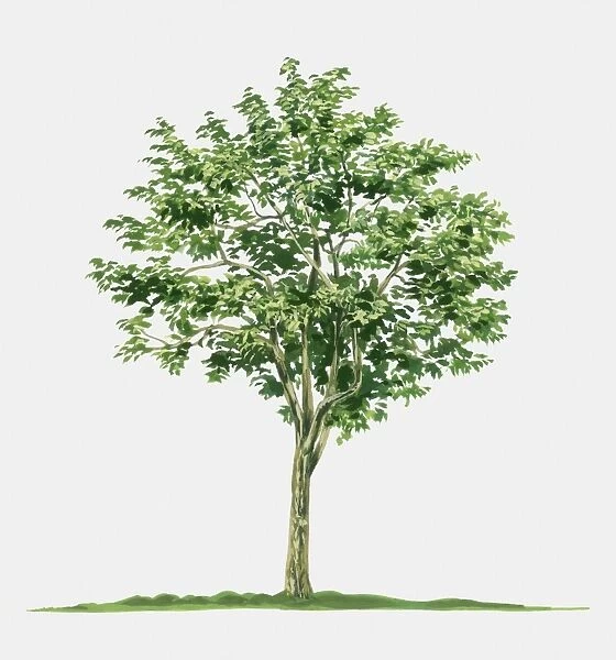 Illustration of Averrhoa carambola (Star Fruit), a small tropical evergreen tree