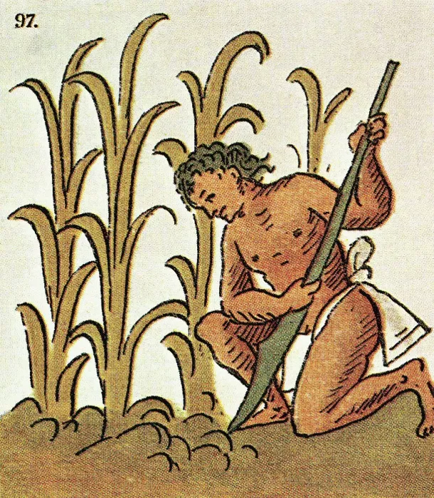 Framed Print : Illustration of an Aztec Man Cultivating Crops from the Florentine Codex Framed Print : Illustration of an Aztec Man Cultivating Crops from the Florentine Codex
