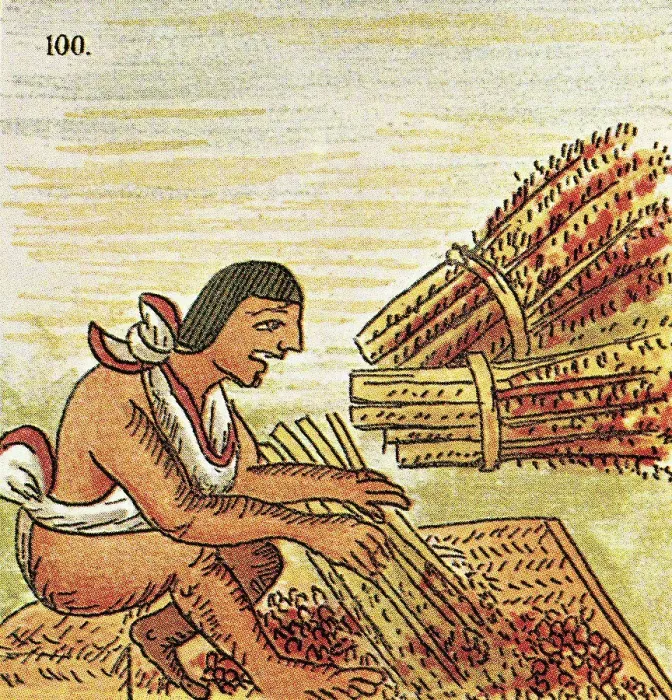 Framed Print : Illustration of an Aztec Man Threshing Amaranth from the Florentine Codex Framed Print : Illustration of an Aztec Man Threshing Amaranth from the Florentine Codex