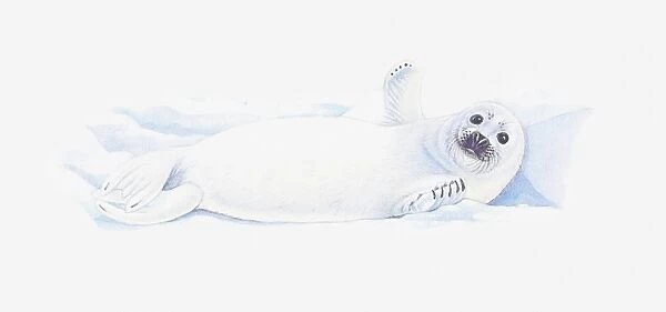 Illustration of baby Antarctic Fur Seal (Arctocephalus gazella) lying on back in snow