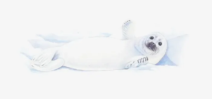 Framed Print : Illustration of baby Antarctic Fur Seal (Arctocephalus gazella) lying on back in snow
