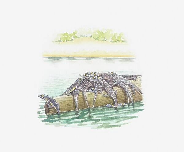 Illustration of baby crocodiles on log