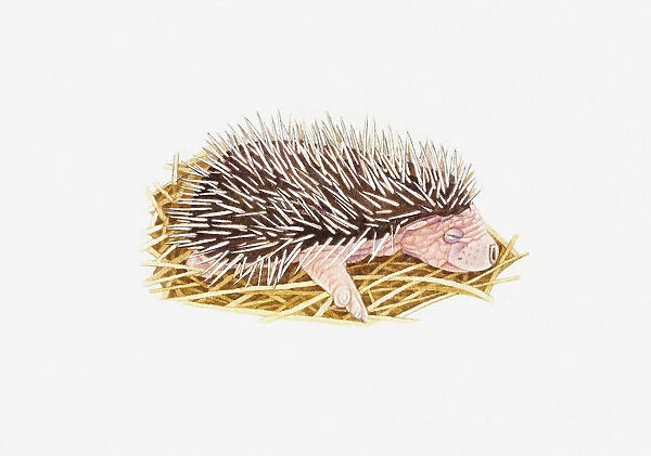 Illustration of baby European Hedgehog (Erinaceus europaeus) in nest