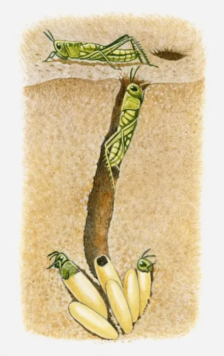 Framed Print : Illustration of baby locusts emerging from their eggs, buried underground in sand