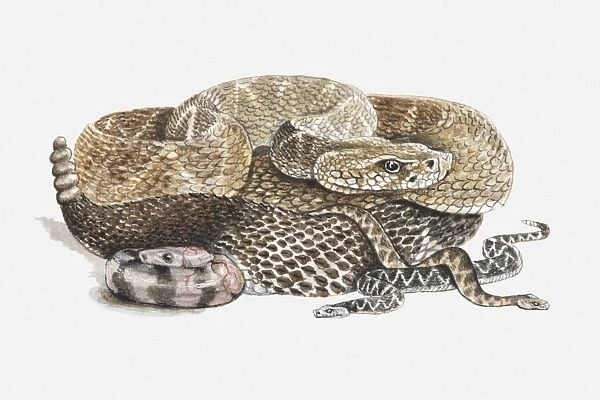 Illustration of baby rattlesnakes with their mother