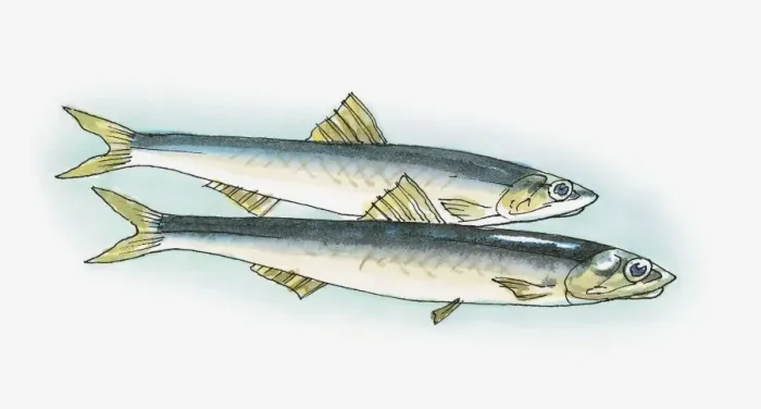 Framed Print : Illustration of Baltic Sprat (Sprattus sprattus balticus) Framed Print : Illustration of Baltic Sprat (Sprattus sprattus balticus)