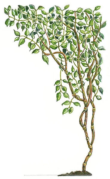 Illustration of Banisteriopsis caapi, a South American tropical rainforest vine used for Ayahuasca decoctions