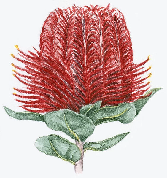 Illustration of Banksia coccinea (Scarlet Banksia), with red flower and green leaves