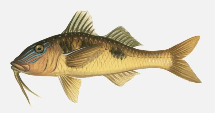 Framed Print : Illustration of Barbel (Barbus) Framed Print : Illustration of Barbel (Barbus)