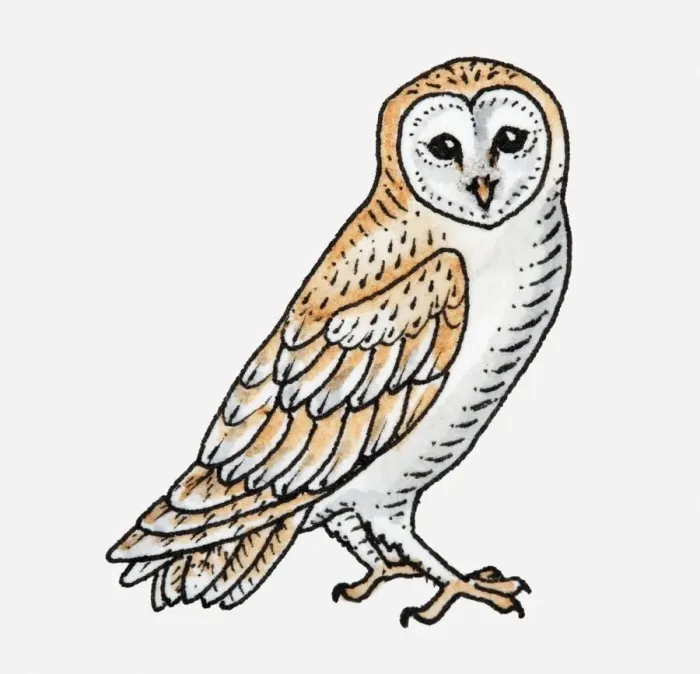 Framed Print : Illustration of Barn Owl (Tyto alba)