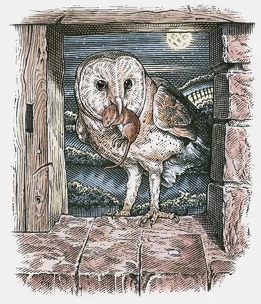Illustration of Barn Owl (Tyto alba), standing in open barn window with mouse in beak