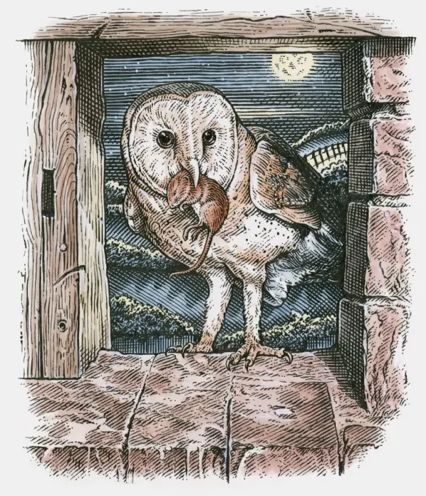 Framed Print : Illustration of Barn Owl (Tyto alba), standing in open barn window with mouse in beak