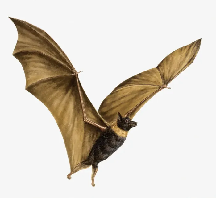 Framed Print : Illustration of Bat (Chiroptera) flying with large, outstretched wings Framed Print : Illustration of Bat (Chiroptera) flying with large, outstretched wings