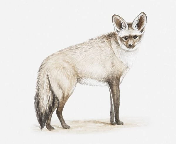 Illustration of a Bat-eared fox (Otocyon megalotis), facing foward