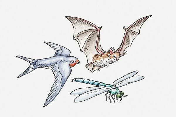 Illustration of Bat flapping wings, Swallow gliding, and Dragonfly hovering