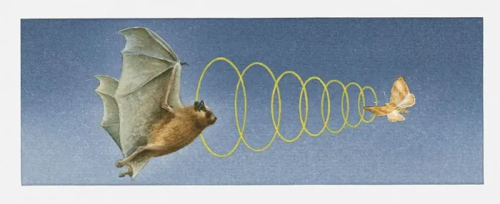 Framed Print : Illustration of bat using acute sense of hearing to locate moth Framed Print : Illustration of bat using acute sense of hearing to locate moth