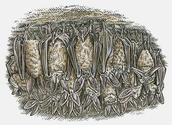 Illustration of Bats (Chiroptera) hanging upside down in cave