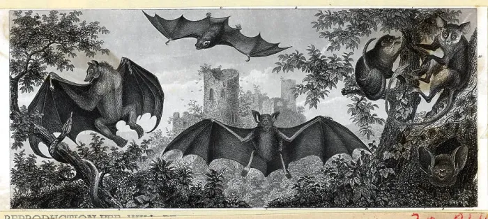 Framed Print : Illustration of Bats and Lemurs Framed Print : Illustration of Bats and Lemurs