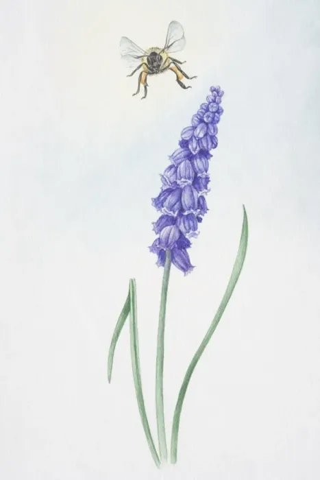 Framed Print : Illustration, bell-shaped purple flowers of Muscari sp. Grape Hyacinth, on single stem Framed Print : Illustration, bell-shaped purple flowers of Muscari sp. Grape Hyacinth, on single stem