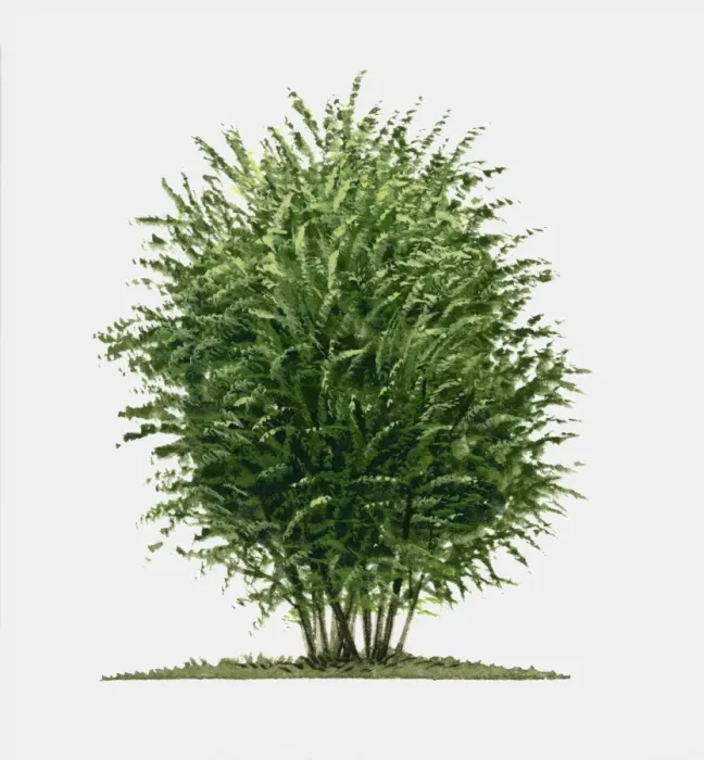 Framed Print : Illustration of Berberis vulgaris (European barberry), a deciduous shrub showing summer leaves Framed Print : Illustration of Berberis vulgaris (European barberry), a deciduous shrub showing summer leaves