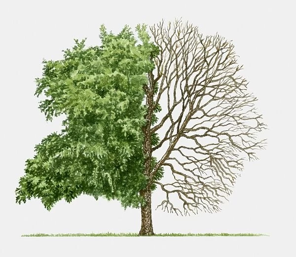 Illustration of Betula nigra (River birch), a deciduous tree showing summer leaves and bare winter b