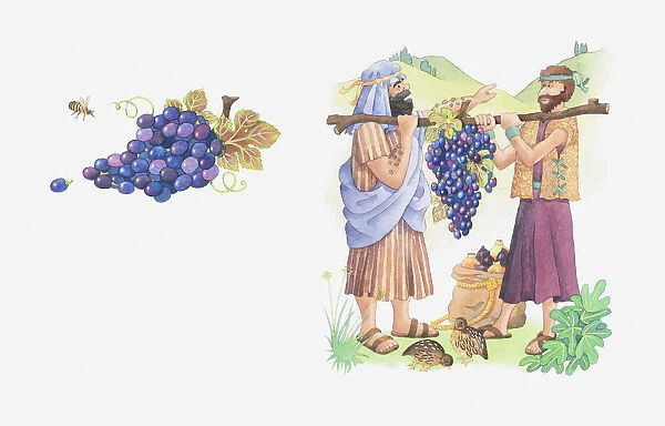 Illustration of a bible scene, Numbers 13-14: The Twelve Spies, Joshua and Caleb aren t afraid of the Promised Land Moses sends them to and enjoy what God provides