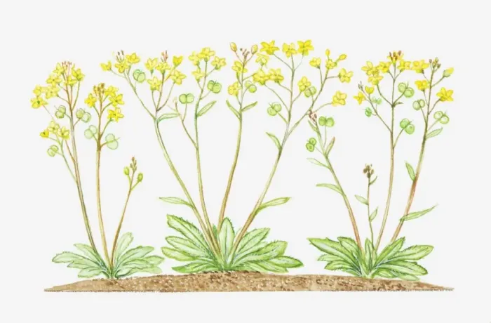 Framed Print : Illustration of Biscutella laevigata (Buckler mustard), yellow flowers Framed Print : Illustration of Biscutella laevigata (Buckler mustard), yellow flowers
