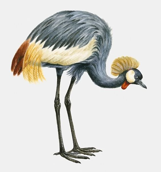 Illustration of a Black crowned crane (Balearica pavonina), side view