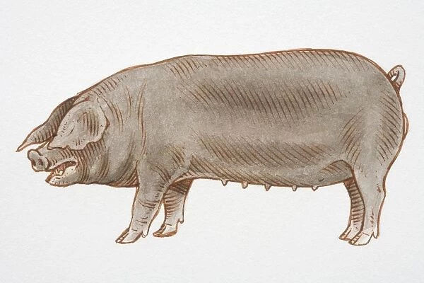 Illustration, black female Domestic Pig (sus sp. ), side view