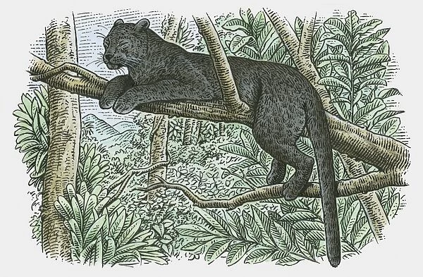 Illustration of a Black Panther (Panthera onca) resting in branches of tree in rainforest