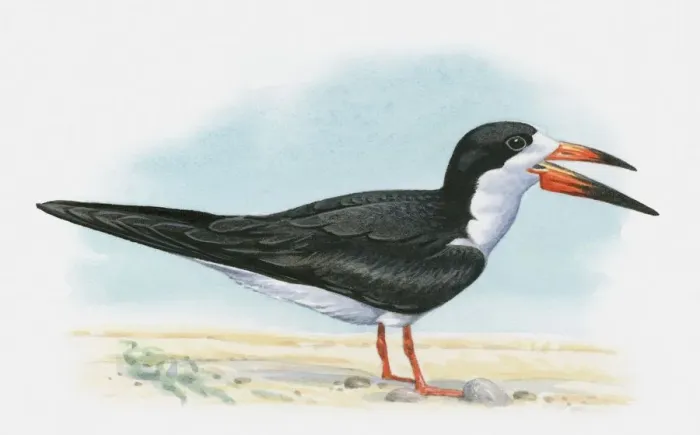 Framed Print : Illustration of a Black Skimmer (Rynchops niger) Framed Print : Illustration of a Black Skimmer (Rynchops niger)