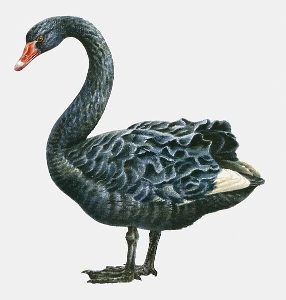Illustration of a Black swan (Cygnus atratus), side view