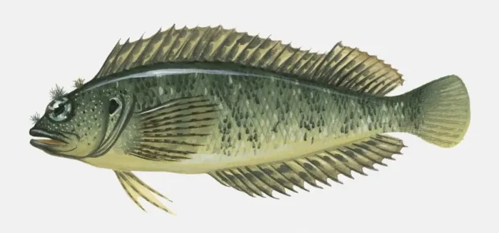 Framed Print : Illustration of Blenny fish Framed Print : Illustration of Blenny fish