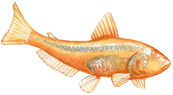 Illustration of Blind Cave Characin (Astyanax mexicanus), orange freshwater fish also known as Mexican tetra, tetra