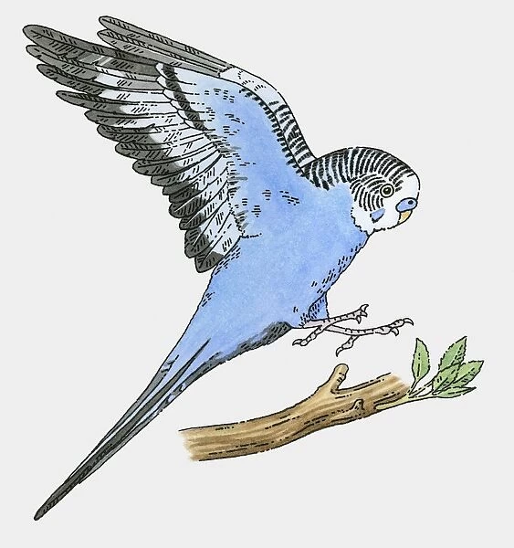 Illustration of blue budgerigar landing on branch