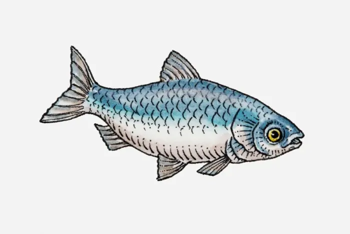Framed Print : Illustration of a blue fish, side view Framed Print : Illustration of a blue fish, side view